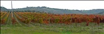 Vigneti, Rebberg, vineyards